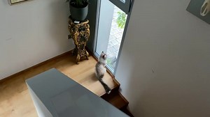 Cattery Royal Siberian on Reels