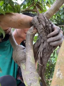Air Layering Trees: Rapid Method to Grow High-Quality Fruit Trees