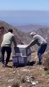 100 reactions · 12 shares | The size of an Andean Condor. #animalvideos #condor #bird PayPal for donate: https://www.paypal.com/donate/?hosted_button_id=E88MY4RF5CXNU Thanks! | Animals Videos | Facebook