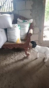 13K views · 513 reactions | Habang wala ako sa bahay sa ibabaw ng palay si chi puyo at si pandesal magpe-play time #highlighteveryone #viralvideochallenge #storefron #videograms #goatfarming #video | GiNa Bilarmino Silvestre Anusencion | Facebook