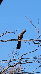 A bird of many names but most commonly known as the Go-away bird. #birdwatching #goawaybird #naturelovers #adventure | Tom Miranda Hunting Safaris