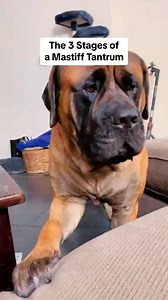 92K views · 1.5K reactions | The three stages of Bowser tantrum! | Bowser the Giant Mastiff | Facebook