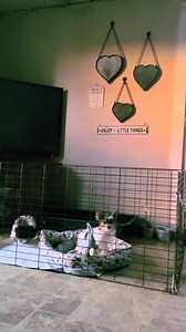 2.2K views · 76 reactions | Good Sunday Morning to Everyone! | Richmond Kennel | Facebook