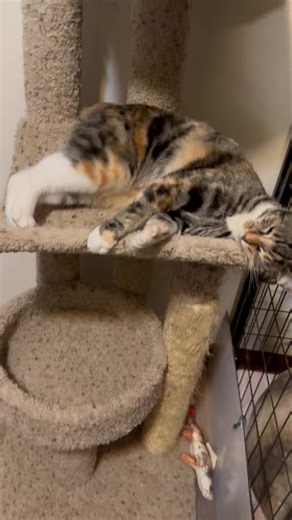 Sierra and Chinook | Peters Creek Pet Boarding