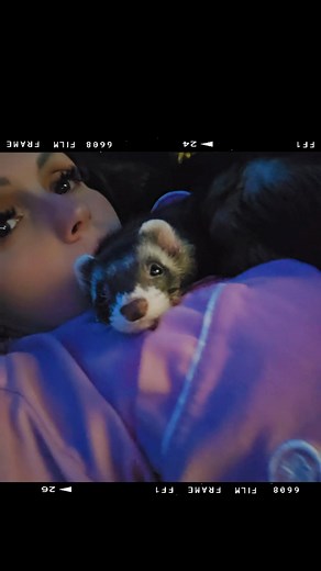 21K views · 1.1K reactions | Sarasota county Ferret rescue on Reels | Facebook