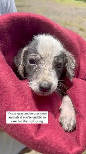 We’ve spoken so much about the importance of spaying and neutering your animals, hosted countless spay and neuter clinics but yet all efforts seem futile. With the current changes that are coming as of August 1st it’ll be more difficult than ever to get these babies off their island. We know our shelter will be overun with pups in need some needing medical care others that just need somewhere safe to call home and be off the streets. Getting your animals fixed is just one of the ways we can try 