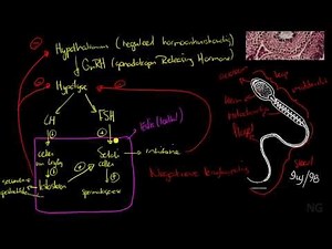 Spermatogenese
