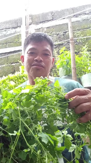 #@wild ampalaya leaves w/kamungay mga badi. | REMLE TV