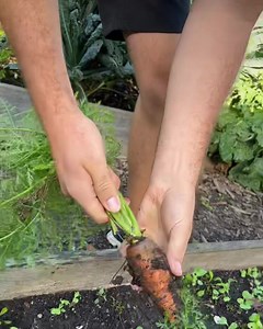5.4K views · 17 reactions | When I first grabbed ahold of the carrot top I thought I had grabbed Australia… until I pulled it! Still a huge Danvers carrot though! | MIgardener | Facebook