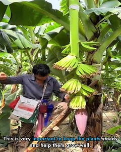 How to Grow and Harvest Healthy Bananas with Simple Farming Techniques | Budol Hubb