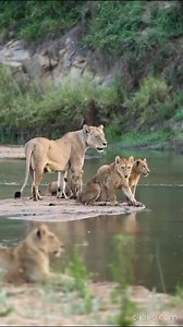 8.8K views · 738 reactions | Lions can swim... ...but they don't...