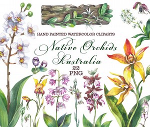 Australian Native Orchids Watercolor Clipart (PNG) - Etsy