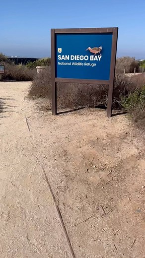 2.2K views · 3 comments | Walk the San Diego Bay National Wildlife Refuge with us! With about a mile of walking trails through the Sweetwater Marsh, you can see a variety of wildlife like birds, rabbits, reptiles, and more! Plus amazing views of San Diego Bay ☀️ Learn more and plan your visit today. Link in bio. | Living Coast Discovery Center | Facebook