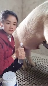 Asian girl sucking pig dick part 5