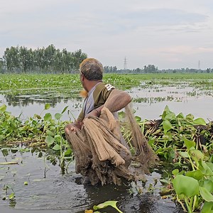 68K views · 813 reactions | Asian Traditional Net Fishing - Traditional Fishing With Cast Net - Fishing 24 | Fishing 24 | Facebook