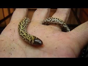 Checkerboard Worm Lizard handling.