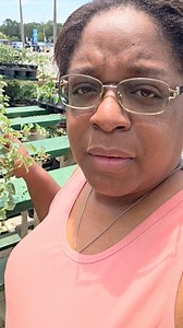 21K views · 971 reactions | Homemade Antibiotics #oregano #thebest #antibiotic #nature #healing #health #oil #diy #homemade #recipe #remedies #fypviralシ #fypシ゚viralシfypシ゚ #fypシ | Black's Tropical Homestead | Facebook