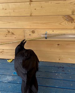 965K views · 10K reactions | This an incredible example of how intelligent ravens are! 里勞 | Furry Tails | Facebook