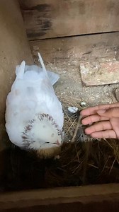 133K views · 2.6K reactions | Anak merpati ku dibeli 3 juuuutttt #vlog #merpati #fypviralシ | SPontan Uhuy | Facebook