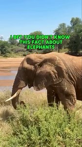 Elephants are really not dainty eaters! 🤪As they forage, elephants uproot bushes, strip trees of their bark, and push trees over to reach the highest branches. The mess they make isn’t necessarily a bad thing, though. Tearing up larger, older plants opens up space for new ones, while giving smaller animals access to fresh sources of food and nesting sites. As they disturb and destroy, elephants also change, sculpt, and create, playing a vital role in engineering the way their ecosystem function