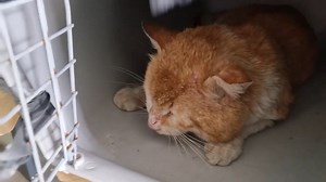 Cat Lordic needs help! Catching and neutering an adult cat! | Talking Catty