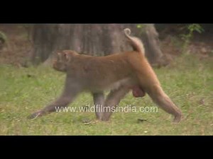 Rhesus Macaques playing joyfully on lush green ground