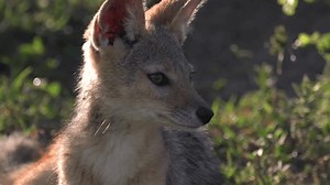 Bouvillons Jackal à dos noir se : vidéo de stock (100 % libre de droit) 3941557393 | Shutterstock