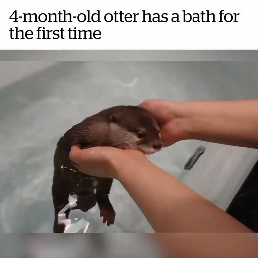 Cuteness overload! | Lovimals