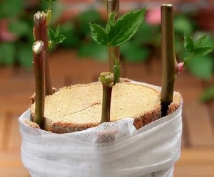 20K views · 66 reactions | Truques inteligentes de jardinagem para iniciantes e especialistas! | Ideias Incríveis | Facebook