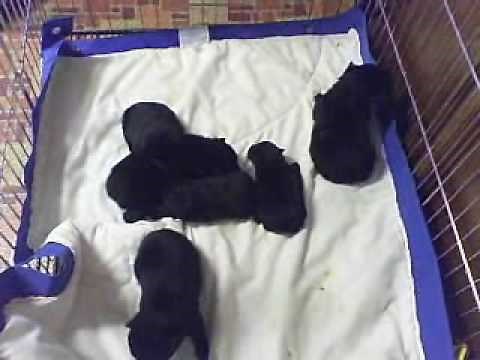 Schipperke puppies for sale