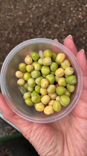 Rhizobia Good morning! Hope you had a good weekend! Have you ever seen nodules on roots of peas and beans? These nodules are formed by a soil-dwelling bacterium 🦠 called, rhizobium. These microorganisms live in the rhizosphere, which is the area around the roots of plants. They thrive by colonizing roots via inoculation.Other leguminous plants such as beans, clover, lupine, alfalfa, vetch, and peanuts have a symbiotic relationship with rhizobia. The bacteria extracts nitrogen gas 💨from the atm
