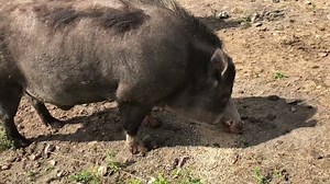 1.2K views | Lofotr Viking Museum on Reels | Facebook