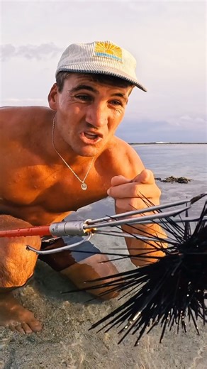 Searching for exotic animals in the tide pools 🌴🔥 #survival #nature #animals #fish #wildanimals #fishing | Wade Papenfus