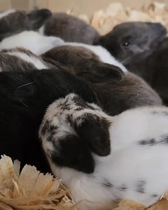 79 reactions · 5 comments | Spring is just around the corner, and our adorable baby bunnies couldn't be more excited!  Watch as they cuddle up in their cozy nest, eagerly awaiting the warmer days ahead. Who else is ready for some springtime cuteness overload? #SpringIsComing #BabyBunnies | ZooWorld Panama City Beach | Facebook