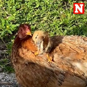 Deputies saved a tiny chick that fell down a storm drain. The baby was safely reunited with its mother hen. | Newsweek