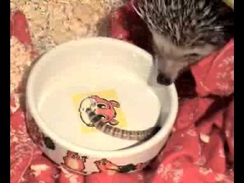 Farting hedgehog