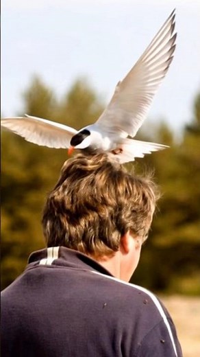 What Are The TOP Causes of Bird Attack? #birds #avian