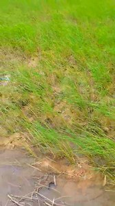 21 reactions · 33 comments | #ความแตกต่างของวิธีการหว่านข้าว #รายได้เสริม | สัน ชาแนล | Facebook