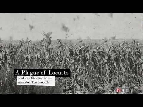 A Plague of Locusts | Nebraska Stories