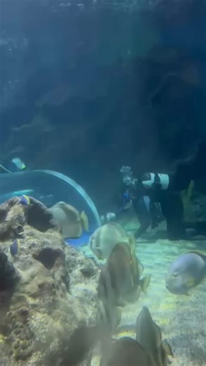 When we agreed to this new ‘fish’ with massive flippers that keeps your tank clean, this isn’t quite what we had imagined… #divers #tankdiver #aquarium #newquay | Blue Reef Aquarium Newquay
