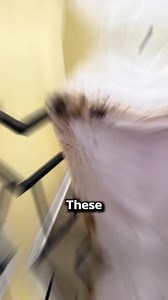 1.7K views | Early Bed Bug Detection! Why Regular Sheet Cleaning Could Be Your Lifesaver! #bedbugs #infestation #pests #pestcontrol #grosstikok #eww | Pest Badger | Facebook