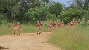 38K views · 548 reactions | Herd of breeding impala grazing along the road #AfricanBushKingdom KNP  | African Bush Kingdom | Facebook