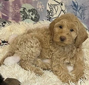Australian Labradoodle Puppies for Sale