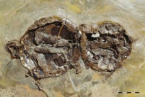 50-million-year-old turtles having sex