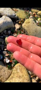 3.6K views · 267 reactions | Leaving Paw Prints on Glass Beaches #seacoins #beachcombing #TreasureHunting #SeaMarbles #RedSeaGlass #OrangeSeaGlass #seaglasslover #turquoiseseaglass #seaglasshunter #seaglasshunting #seaglassaddict | LC's Glass | Facebook