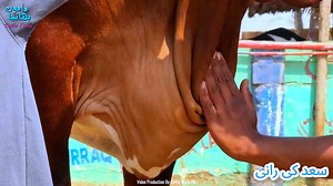 2.9K views · 107 reactions | **MAMU BHANJA CATTLE FARM**  Alhumdulillah - Tayyari 2025SAAD KI RANI❤️ | Mamu Bhanja Cattle Farm | Facebook