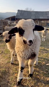 29K views · 1.4K reactions | Romania de poveste | Odaia Cu Povesti | Facebook