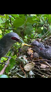 Bird's Feeding on Reels