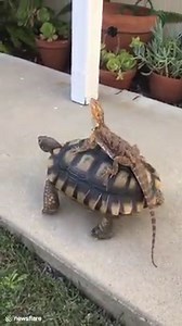 1.2M views · 13K reactions | "Onward, noble steed!"  | VT | Facebook