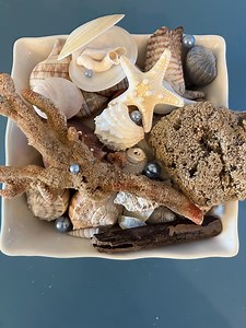 Florida Gulf Coast Shell Collection: Stoneware Bowl Display, Crafting Shells - Etsy